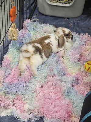 Rabbit relaxing in a boarding enclosure at Bree & Co, Melbourne