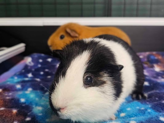 guinea-pigs-staying-at-bree-co.jpg