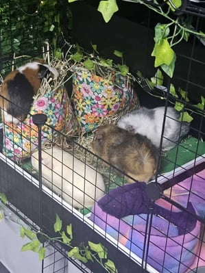 Guinea pigs relaxing in a boarding enclosure at Bree & Co, Melbourne