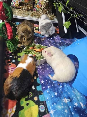 Guinea pigs relaxing in a boarding enclosure at Bree & Co, Melbourne