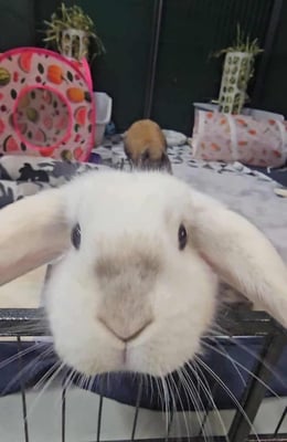 Rabbit boarding at Bree & Co – spacious, safe enclosures in Melbourne