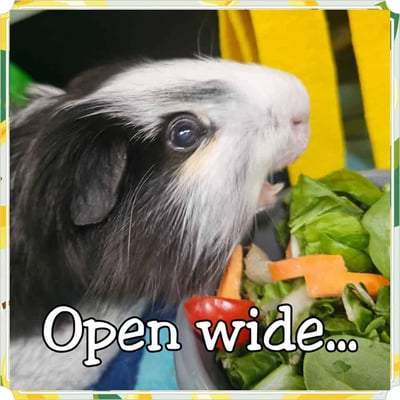 Guinea pig enjoying their stay at Bree & Co small animal boarding, Melbourne