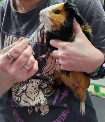 Guinea pigs relaxing in a boarding enclosure at Bree & Co, Melbourne