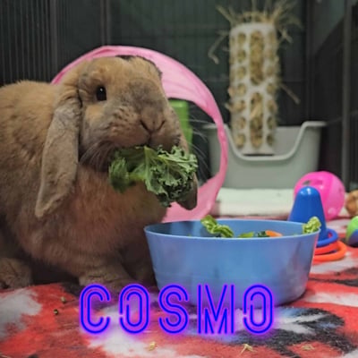 Rabbit boarding at Bree & Co – spacious, safe enclosures in Melbourne