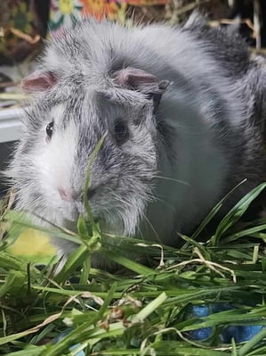 Guinea pigs relaxing in a boarding enclosure at Bree & Co, Melbourne