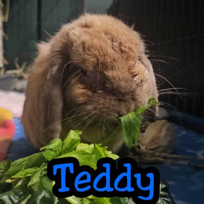 Rabbit enjoying their stay at Bree & Co small animal boarding, Melbourne