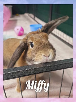 Happy bunny guest at Bree & Co rabbit boarding, Melbourne