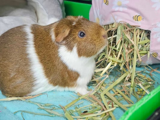 guinea-pig-daily-care.jpg