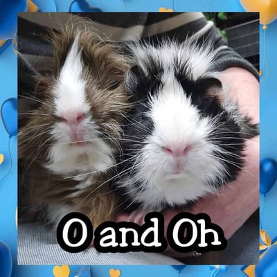 Guinea pigs relaxing in a boarding enclosure at Bree & Co, Melbourne