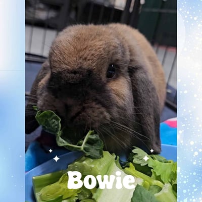 Rabbit boarding at Bree & Co – spacious, safe enclosures in Melbourne