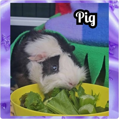 Guinea pig boarding at Bree & Co – spacious, cosy enclosures in Melbourne