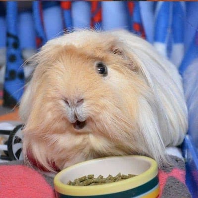 Happy guinea pig guest at Bree & Co guinea pig boarding, Melbourne