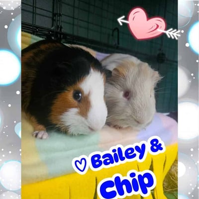 Guinea pig enjoying their stay at Bree & Co small animal boarding, Melbourne