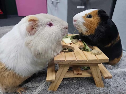 Guinea pigs relaxing in a boarding enclosure at Bree & Co, Melbourne