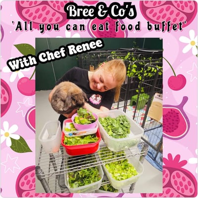 Rabbit boarding at Bree & Co – spacious, safe enclosures in Melbourne