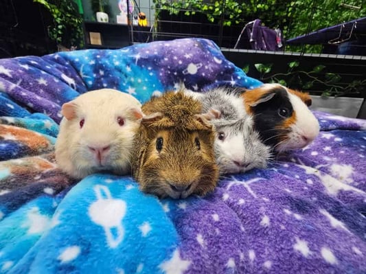 Guinea pigs relaxing in a boarding enclosure at Bree & Co, Melbourne