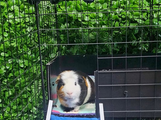 guinea-pig-boarding-guest.jpg