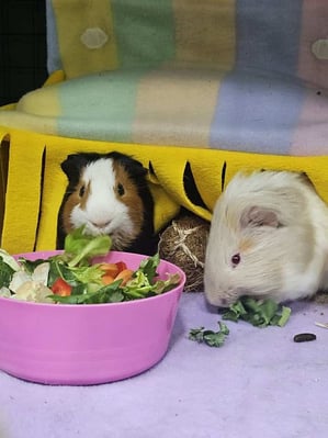 Happy guinea pig guest at Bree & Co guinea pig boarding, Melbourne