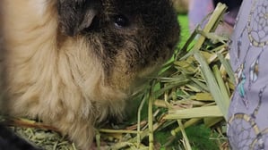 guinea-pigs-eating-hay.jpg