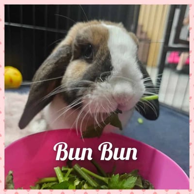 Rabbit enjoying their stay at Bree & Co small animal boarding, Melbourne