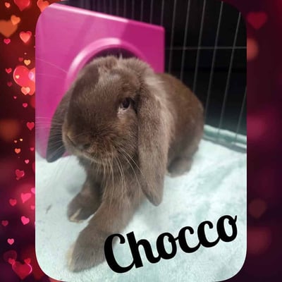 Rabbit enjoying their stay at Bree & Co small animal boarding, Melbourne