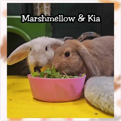 Rabbit boarding at Bree & Co – spacious, safe enclosures in Melbourne