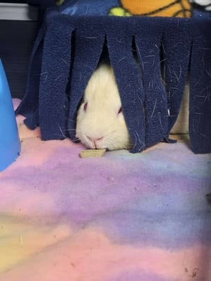 Guinea pig boarding at Bree & Co – spacious, cosy enclosures in Melbourne