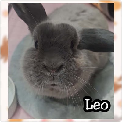 Happy bunny guest at Bree & Co rabbit boarding, Melbourne