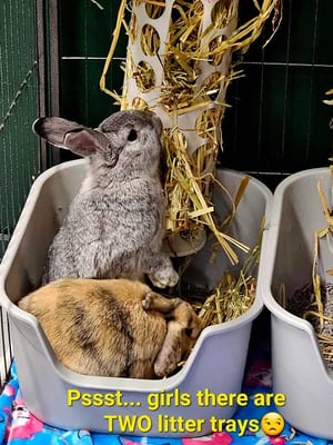 Rabbit boarding at Bree & Co – spacious, safe enclosures in Melbourne