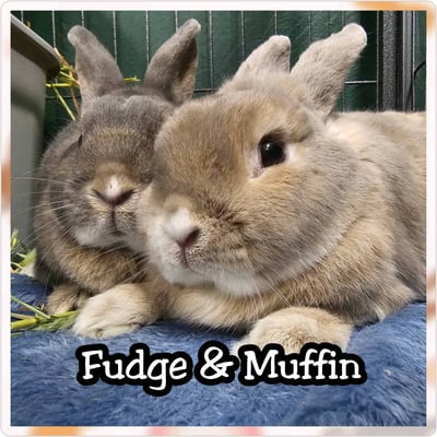 Rabbit boarding at Bree & Co – spacious, safe enclosures in Melbourne