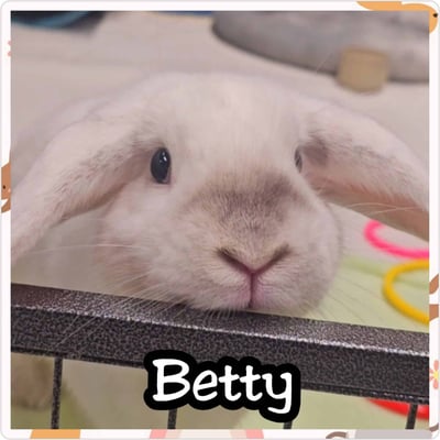 Rabbit relaxing in a boarding enclosure at Bree & Co, Melbourne