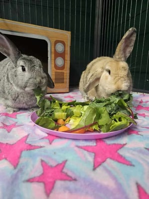 Rabbit relaxing in a boarding enclosure at Bree & Co, Melbourne