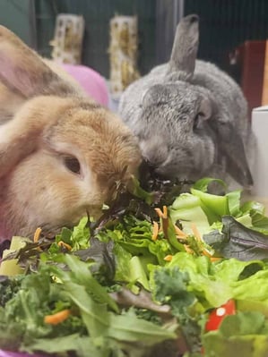 Happy bunny guest at Bree & Co rabbit boarding, Melbourne