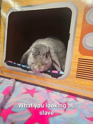 Rabbit enjoying their stay at Bree & Co small animal boarding, Melbourne