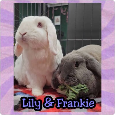 Rabbit boarding at Bree & Co – spacious, safe enclosures in Melbourne