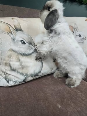 Happy bunny guest at Bree & Co rabbit boarding, Melbourne
