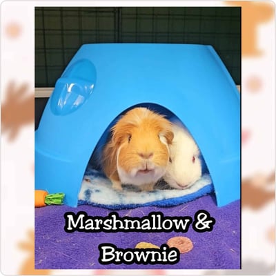 Guinea pig boarding at Bree & Co – spacious, cosy enclosures in Melbourne