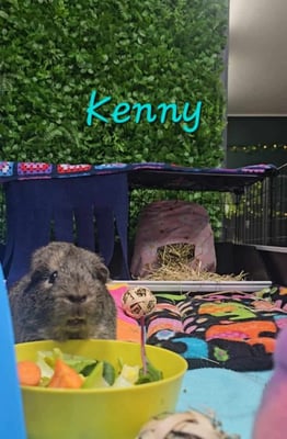 Guinea pig enjoying their stay at Bree & Co small animal boarding, Melbourne
