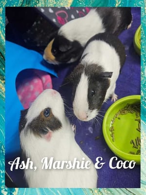 Guinea pig boarding at Bree & Co – spacious, cosy enclosures in Melbourne