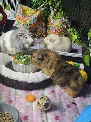 Happy guinea pig guest at Bree & Co guinea pig boarding, Melbourne