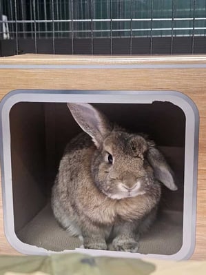 Rabbit relaxing in a boarding enclosure at Bree & Co, Melbourne