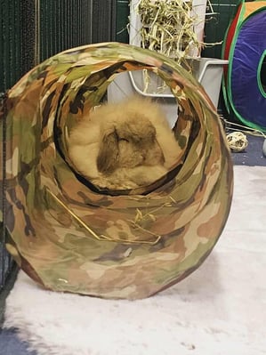Rabbit boarding at Bree & Co – spacious, safe enclosures in Melbourne