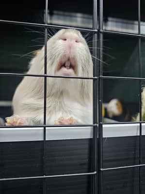 Happy guinea pig guest at Bree & Co guinea pig boarding, Melbourne