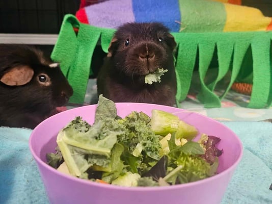 guinea-pig-boarding-feeding-time.-Lettice