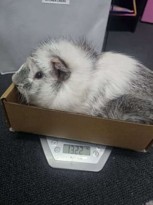 Happy guinea pig guest at Bree & Co guinea pig boarding, Melbourne