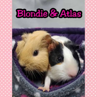Guinea pig boarding at Bree & Co – spacious, cosy enclosures in Melbourne