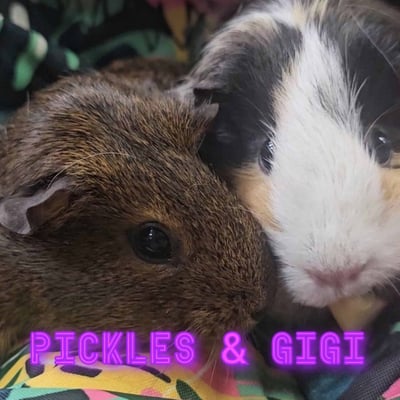 Guinea pig enjoying their stay at Bree & Co small animal boarding, Melbourne
