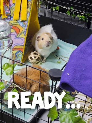 Guinea pig boarding at Bree & Co – spacious, cosy enclosures in Melbourne