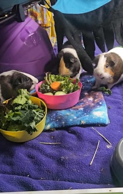 Happy guinea pig guest at Bree & Co guinea pig boarding, Melbourne