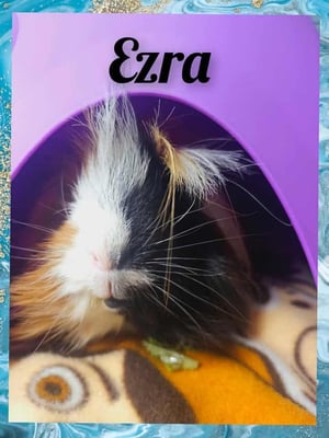 Guinea pig boarding at Bree & Co – spacious, cosy enclosures in Melbourne